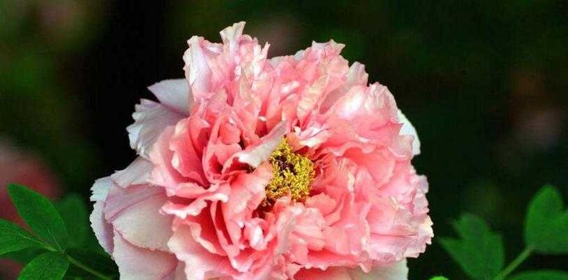 牡丹花的寓意与象征（探索牡丹花的意义与象征）