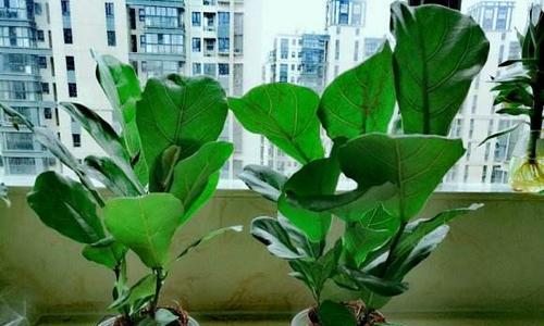 琴叶榕多久浇水一次?如何判断浇水频率?