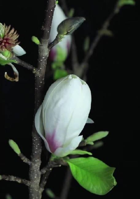 友谊长存的花——以玫瑰为主题的文章（友谊长存）