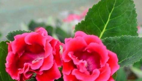 以玫瑰花为主题的花语-探寻主角的魅力（玫瑰花的花语与人生旅程的契合）