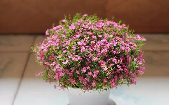 五彩缤纷的满天星花语（美丽如星辰）