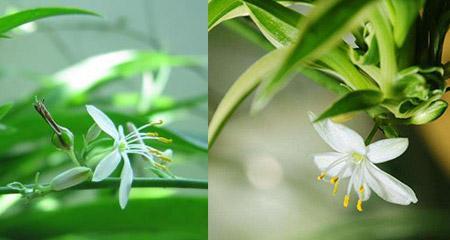 吊兰花语(寓意吉祥) 吊兰花语(寓意吉祥)