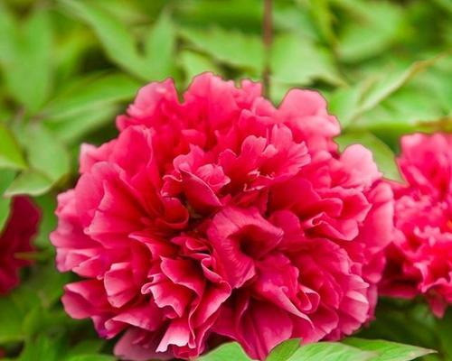 牡丹花代表什么？牡丹花的花语和寓意有哪些？