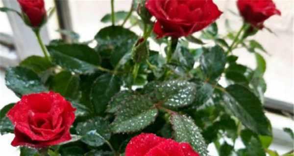 玫瑰花不长叶子怎么办？如何促进叶子生长？