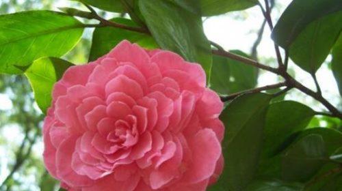 山茶花的象征意义与寓意(探寻山茶花所代表的文化内涵)