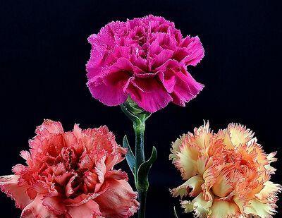 黄康乃馨的花语与美好寓意（品味馨香之美）