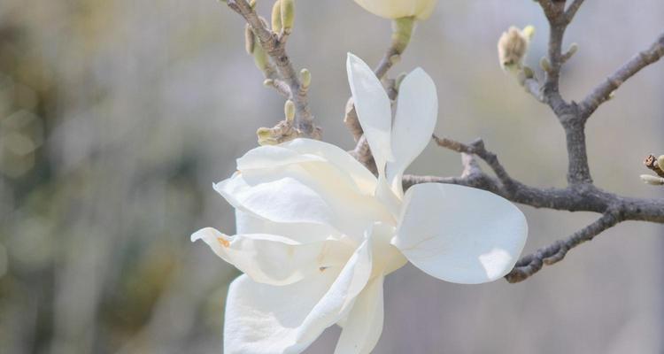 白玉兰花期持续多久?如何延长花期?