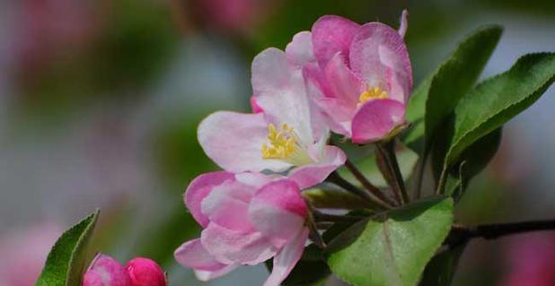 以西府海棠的花语与寓意（探寻西府海棠的美丽与深意）