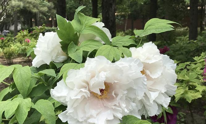 牡丹花的花语与意义（探寻牡丹花开放的秘密）