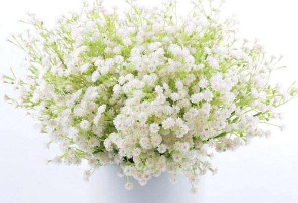 满天星寓意及象征意义（揭示满天星的多重象征与寓意）