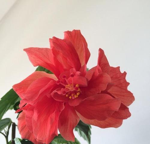 花草忽地笑的花语和传说（揭秘花草的微笑与故事）