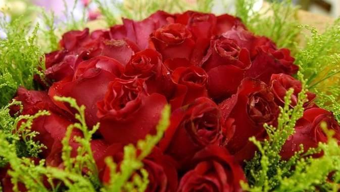 探究玫瑰花的花期与意义（一朵花开放的时间和象征的含义）