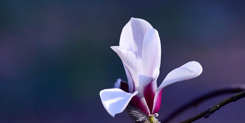 木兰花的花语与意义（探寻木兰花背后的花语之谜）