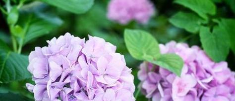 玫瑰花的花语（用玫瑰花的花语传递情感）