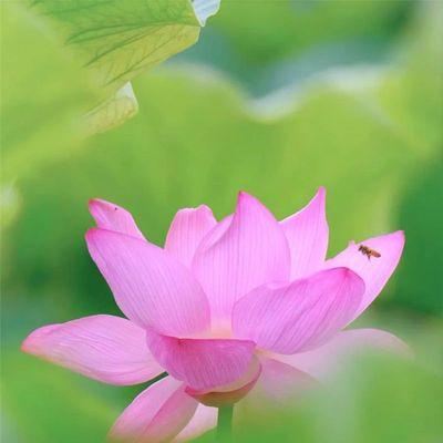 荷花的花语（荷花的象征和寓意）