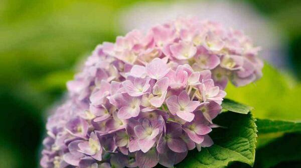 花的语言（探索花的语言）