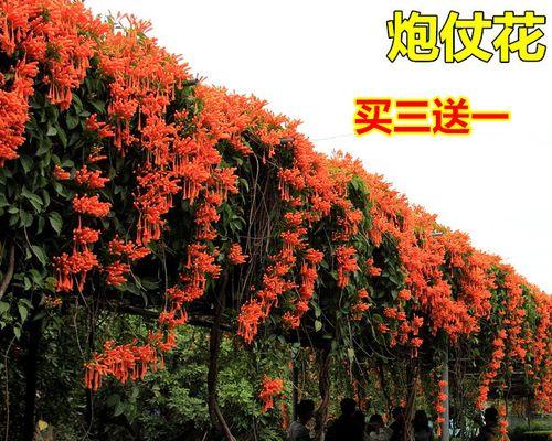 油麻藤种子的营养与食用方法（了解油麻藤种子的益处）