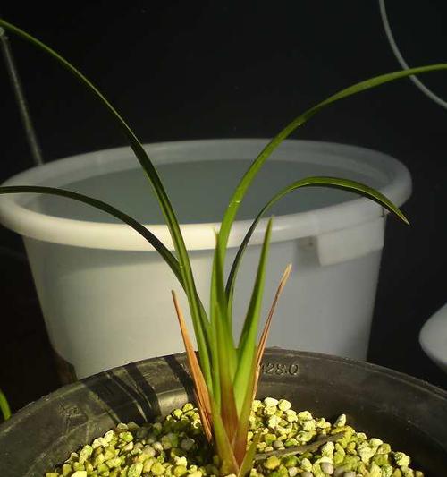 建兰花的生长过程（探究建兰花的发芽长叶时间与方法）