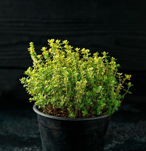 百里香——一种常见而神奇的植物（了解百里香的来源）