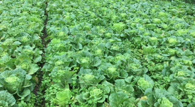 大白菜种植指南——选好时间，丰收无忧