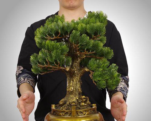 收银台上放什么植物招财（探秘收银台上招财神器）
