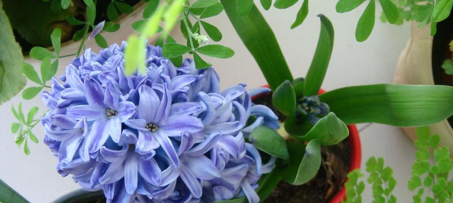 风信子的意义与传说（从花语到文学）